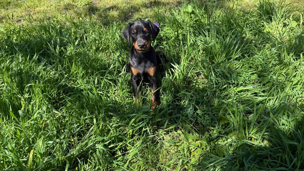 Cachorro de dóberman en la hierba