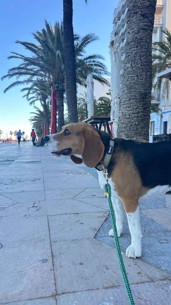 Paseo canino con correa