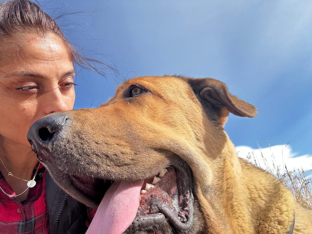 Perro al final de un paseo por el Baix Maestrat