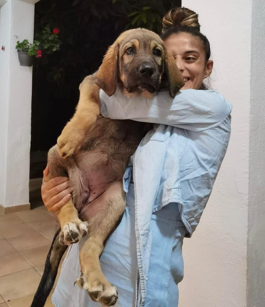 Perro paseando con correa por un camino del Baix Maestrat